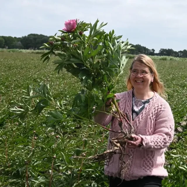"Virvon, varvon vitsasella, koskettelen pionin oksasella, isännälle ikä pitkä, emännälle perä leveä, tyttärelle punaset posket, pojalle hyvä hevonen. Pioni sulle, palkka mulle."Toukokuussa 2024 vierailimme pionipelloilla Hollannissa. Pionit on istutettu riveihin harjupenkkeihin. Rivien väleissä oli joitain juuriaan myöten ylös kiskottuja pioneja. Nämä pionit poikkesivat kukinnaltaan muista samalla alueella kukkivista pioneista. Viljelijät takaavat lajikeaitouden sillä, että pellot käydään kukinta-aikaan läpi ja väärin kukkivat pionit poistetaan.