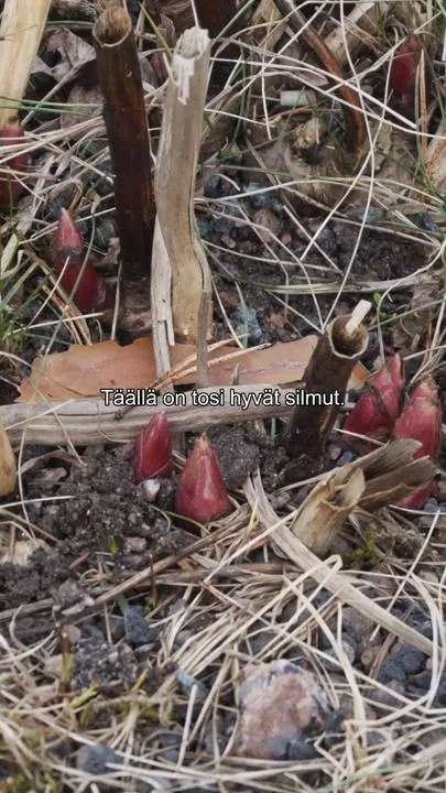 Kuolanpionin kärjet jo näkyvät, mutta suurin osa kiinanpioneista nukkuu syvää talviunta. Kevään etenemisessä pionien monimuotoisuus on hyvin nähtävissä! Kuvattu meillä Taivassalossa 19.3.26