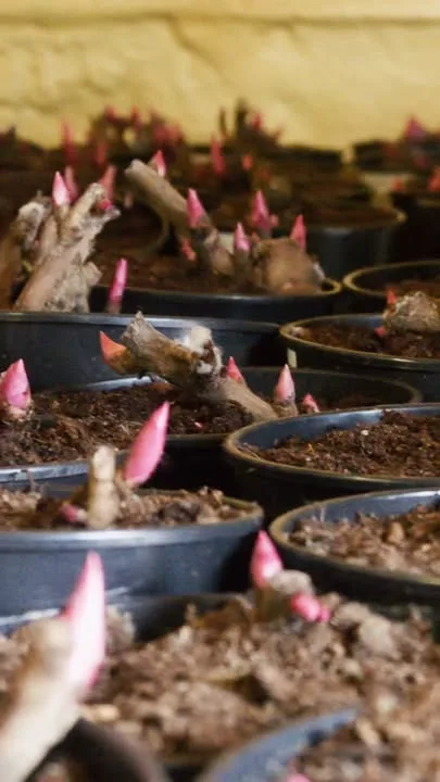 Pionit talvehtivat meillä maaliskuun loppuun saakka aivan rauhassa. Sitten alamme hoitaa niitä kevään olosuhteiden mukaisesti. Kuvattu meillä 19.3.26