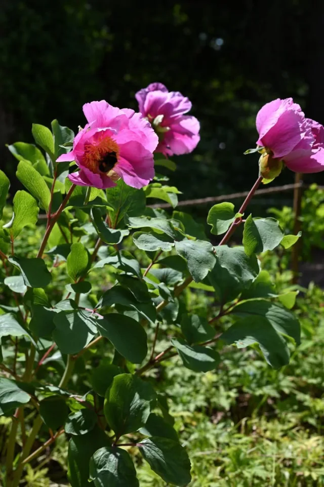 Pionien nimiä on muutettu! Kuvissa on PULSKAPIONI ja sen alalajit. Kyseessä ei ole aprillipila, vaikka siltä kuulostaakin!Saimme viimein vähän myöhässä käsiimme uusimman Viljelykasvien nimistön (2024). Entinen kriminpioni (P. daurica) onkin nyt ensisijaisesti suomeksi pulskapioni (edelleen Paeonia daurica).Tunnetumpia kuin puhdas pulskapioni ovat sen alalajit kaukasianpulskapioni (P. daurica ssp. mlokosewitchii) ja silkkipulskapioni (P. daurica ssp. wittmanniana).Nimistöä päivitetään tutkimuksen edetessä. Vielä jonkin aikaa sitten sekä kaukasianpulskapioni että silkkipulskapioni miellettiin taksonomisesti omiksi lajeikseen. Nyt uusi nimi myös kuvastaa tätä tieteellistä luokittelua paremmin. Ja onhan näillä "pulskat" lehdet! Emme ole kovin syvällisesti selvittäneet nimen taustaa.Meillä varmasti menee hetki aikaa tottua tähän muutokseen! Pionit ovat kuitenkin pysyneet ennallaan. Mitä muita mysteereitä ne mahtavatkaan kätkeä?Ensimmäinen kuva (pulskapioni) on kuvattu Ruissalon kasvitieteellisessä puutarhassa, toinen (kaukasianpulskapioni) ja kolmas (silkkipulskapioni) meillä Pionien Kodissa.#pulskapioni #kaukasianpioni #silkkipioni #kaukasianpulskapioni #silkkipulskapioni