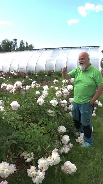 Catharina Fontijn on tyylikkäästi kukinnan edetessä vaalentuva kiinanpioni. "Katariina" kohtasi Ulla-myrskyn viime kesänä.