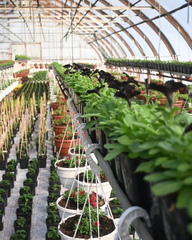 Kukkia alkaa näkyä siellä sun täällä. Yöpakkasia on lähes kaikkialle pitkälle luvassa, joten maltti on valttia. Orvokeita voi jo suositella ja niitä myymme arkisin klo 9-16. 💐