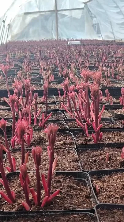 Pionien taimet ovat lähteneet kasvuun. Hetki vielä hellää huomaa ja suojaa yöpakkasilta, sitten kohti uusia koteja! Taimet pyrimme kasvattamaan mahdollisimman lähellä luonnon rytmiä, joskin kevätauringossa ne yleensä kiilaavat hieman edelle. Pikkupakkasia pienetkin taimet sietävät karkeasti niin kauan kun varret punertavat.🌷