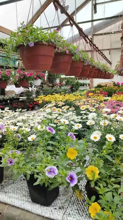 Sadepäivänä viihtyy paremmin kasvihuoneella. Tervetuloa! 💐🌷
