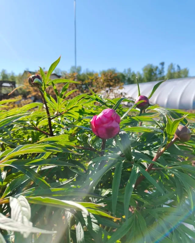 Ei aivan riittänyt tämän päivän lämpö vielä meillä puutarhassa kukintakauden avaukseen. Sisämaassa ja etenkin idässä ovat ensimmäiset pionit varmaankin jo kunnolla kukassa. Taimien puolella on sen sijaan auennut ensimmäinen haaleankeltainen kaukasianpionin kukka. 🙂🌷Ensimmäisissä kuvissa kuolanpionin aikainen kanta, kolmannessa tillipioni ja viimeisessä se kaukasianpioni, jota viljelykasvien listauksessa kaukasianpulskapioniksi kutsutaan.#pionienkoti