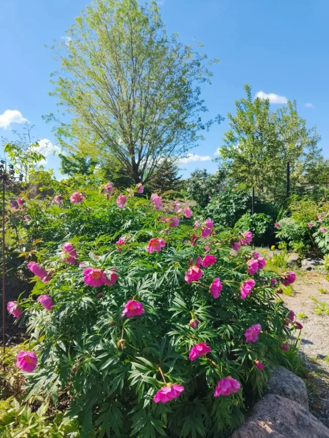 Mynämäen pionipuistossa on kukintakausi alkanut. Suosittelemme ehdottomasti poikkeamaan! @pionipuisto 🌷💐Nuppuja näkyy paljon, ja kuten muissakin pionikohteissa, lienee kukinta parhaimmillaan juhannuksen aikoihin ja sen jälkeen. Aikaisimmat pionien luonnonlajit kuten kuolanpionit ja ruusupionit kukkivat jo nyt.#pionipuistomynämäki #mynämäenpionipuisto #pionipuisto #pionit #mynämäki