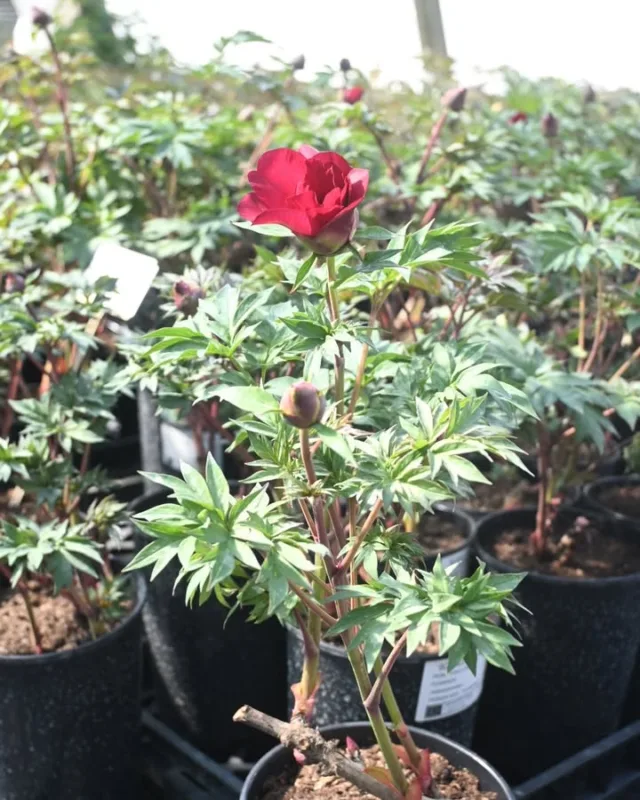 6.6. olemme Turun Ruissalon Taimipäivässä ja 9.6. Helsingissä Pioni & Pelargoni tapahtumassa. Kannattaa varata oma namupioni ennakkoon, että varmasti otamme juuri toiveidesi pionin mukaan.
Nyt ruukuissaan löytyy kukkivina itoh Scarlet Heaven, hybridi Early Windflower ja puuvartisista Helene Martin ja Souvenir de Parlasca. Ensimmäiset kukkivat ruukkutaimet ovat aina yhtä sykähdyttäviä.