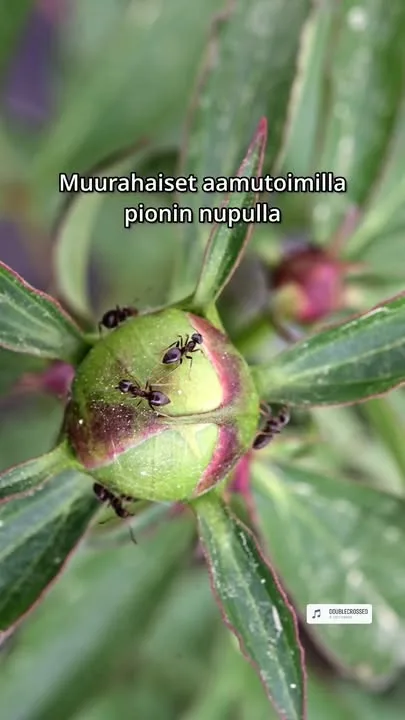 Meillä on varmaan aika monta tuhatta muurahaista tälläkin hetkellä pioneissa ympäri pihan. Yleisesti ne kuuluvat asiaan. Yksittäisiä ongelmia voi ilmetä, jos ovat alkaneet tehdä pesää pionin juurelle.#pionit #muurahaiset