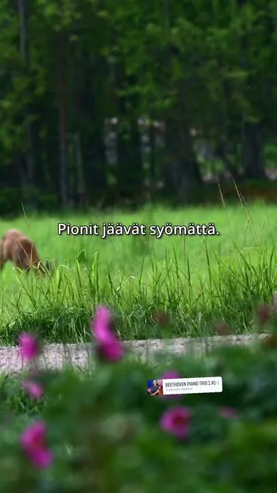 Pionit eivät sarvipäille maistu! Kuulemma juuri aukeamassa ollutta mehevää nuppua on joku joskus maistanut, mutta itse emme ole tällaista koskaan nähneet tapahtuvan, vaikka peuratungoksessa asummekin.Etualalla parhaillaan vielä kukkiva kuolanpioni, Paeonia anomala.#pionienkoti