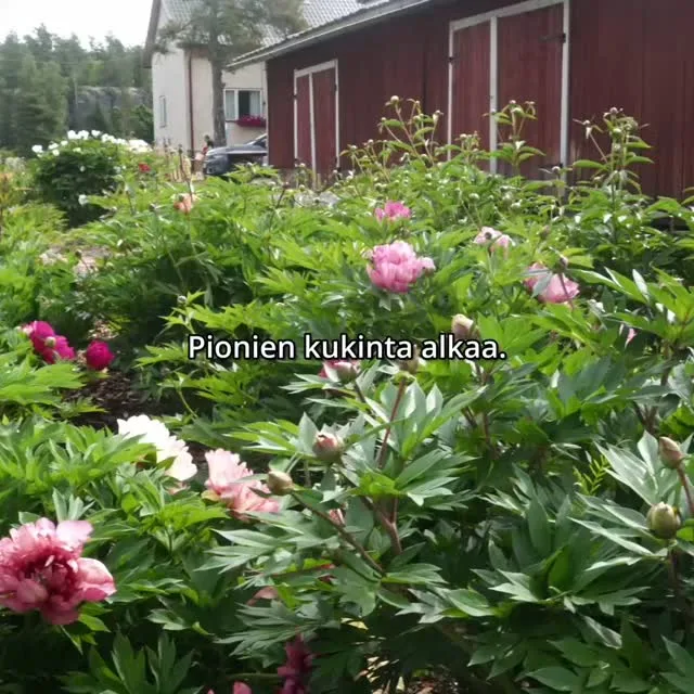 Puutarha alkaa kukkia. Tervetuloa tutustumaan pioneihin Pionien Kotiin! Juhannuksen jälkeiset kaksi viikkoa vietämme pionipäiviä parhaan kukinnan juhlistuksena.Osoite: Hussintie 15, Taivassalo
Pionipäivinä 22.6.-5.7. olemme auki klo 9-18