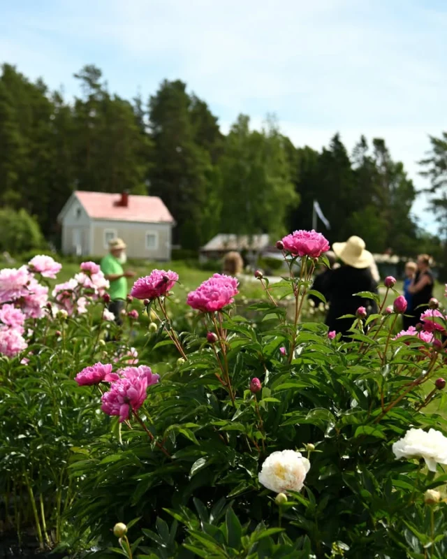 Tervetuloa opastetulle kierrokselle pionien maailmaan! 🌷
Pionipäivien ajan yhteinen täysin maksuton kierros joka päivä klo 12 kassa-alueemme tuntumasta alkaen.Puutarhamme on avoin aukioloaikojen puitteissa, pionipäivinä klo 9-18. Voit kierrellä omaan tahtiin pioneja ihastelemassa tai kysyä vinkkejä pionitietoutta tursuavalta henkilökunnaltamme.Pionipäivät ovat alkaneet ja niitä vietetään 5.7. saakka. Tervetuloa Pionien Kotiin. Hussintie 15, Taivassalo.#pionienkoti #pionipäivät
