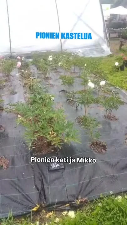 Pilvisellä ja sateisella säällä kasteluvesikin imeytyy paremmin.