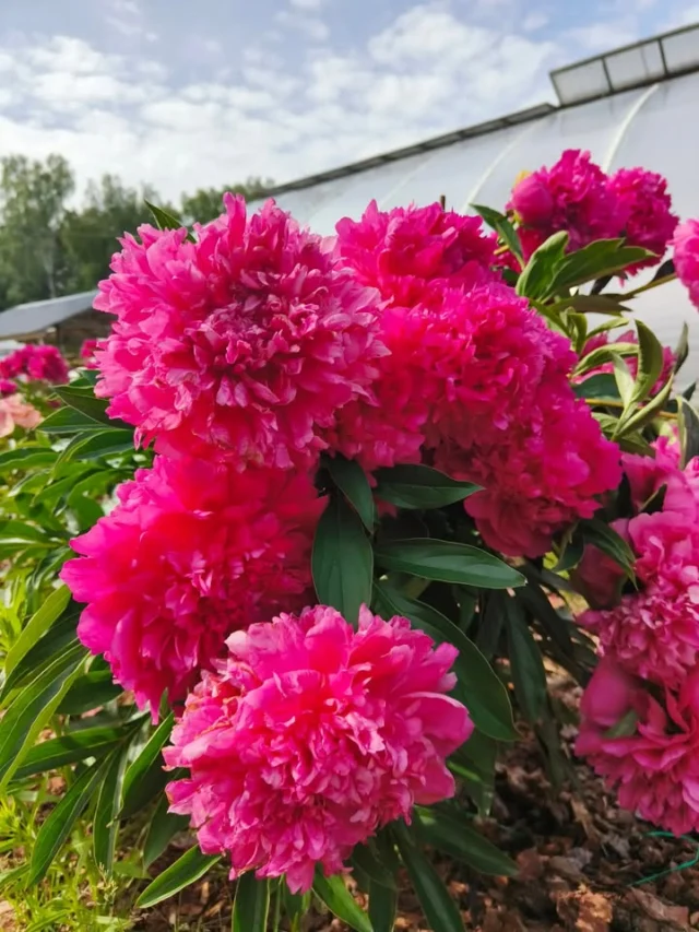 'Pink Jazz' kiinanpioni on tyypillinen esimerkki tuuheimpien pionien kauneuden hinnasta. Parin päivän takaisesta ukkossateesta ei oikein ole toipumista, vaan kukat ovat jääneet nuokkumaan. Toki todella raskailla tuilla tai useamman narun viritelmällä voisi auttaa asiaa. Tämä on tuettu keppi ja naru -menetelmällä. Ilman niitä maksaisivat kukat maassa asti.Jos varsi on kerran painavan kukan painosta päässyt taittumaan, ei sitä oikein saa enää hyväksi. Niissä tapauksissa on todella hyvä ajatus ottaa varsi vaikkapa maljakkoon sisätiloihin ilahduttamaan.Mutta onhan se hieno! Kuvattu täällä meillä tänään.🌷😊#pionienkoti #pinkjazzpeony #pionit #peonies
