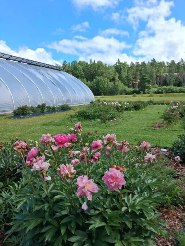 Viimeistä kertaa auki sunnuntaina tänä viikonloppuna (la 9-15, su 10-15). Muutama iloinen väripläjäys puutarhasta vielä löytyy, vaikka pionien kukinta on jo loppusuoralla. Puutarhalla on upeita kesäamppeleita ja kesäkukkia laajan pionivalikoiman lisäksi. Nettikauppa palvelee 24/7.