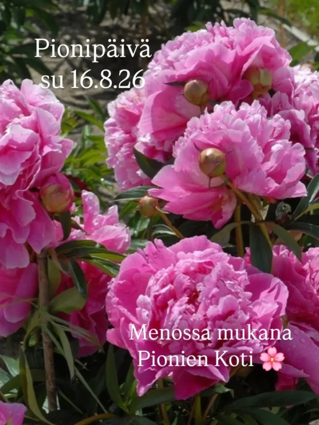 Pionipäivä su 16.8.2026 olemme vieraana Jyväskylän Viherlandiassa.
Kiitos! Upea päivä tulossa!