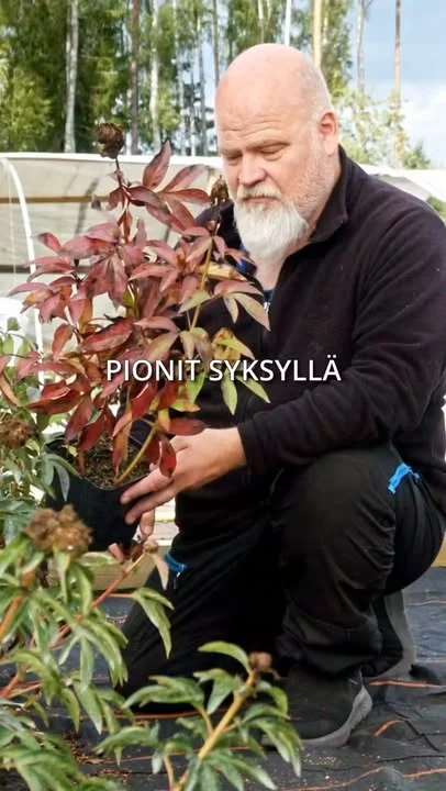 Meillä on nyt alkanut syyskausi. 🍂🌷🌿Lähiviikkoina tuleentuvat pionit leikataan alas niin puutarhassa kuin taimiston puolellakin. Itoh-pioneissa ja muissa vielä vehreälehtisissä annamme lehdistön olla rauhassa tuleentumiseen asti.Alasleikkuun myötä pakkaaminen helpottuu ja toimituskulut laskevat. Tarkistamme kaikkien lähetettävien pionien juuristot. Nyt siis kaikki jäljellä olevat pionit 20-40% alennuksella kuluneen kauden normaalihinnoista syysistutuksia varten. Aivan kaikkia emme vielä leikkaa alas, mutta alennukset koskevat myös tuleentumattomia taimia.#pionienkoti #syksy #kotimainentaimi