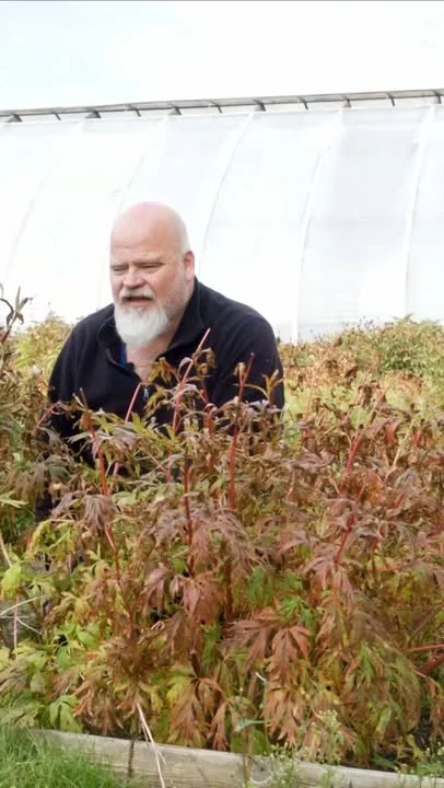 Me leikkaamme pionit alas syksyisin niiden tuleennuttua. Aikaiset lajikkeet ovatkin jo alkaneet tuleentua, mutta suurin osa leikataan syys-lokakuussa. Video on kuvattu syyskuun alussa viime vuonna.#pionienkoti