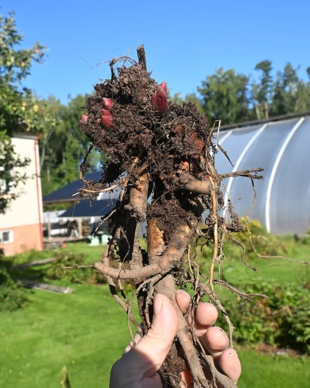 Nyt on kuolanpionin (Paeonia anomala), jota myös "lapinpioniksi" kutsutaan, yleisesti paras siirto- ja jakoaika. Muillakin pioneilla on jo hyvä siirtoaika. Myöhään tuleentuvien kanssa kannattaa ehkä hetki vielä odottaa, mutta pionin ei tarvitse olla täysin lakastunut operointia varten.Kuolanpioneja olemme käyttäneet juurakon käsittelyä koskevilla videoillakin esimerkkinä, sillä sen luonnonrytmi sopii niin loistavasti Suomen alkusykysyn olosuhteisiin ja kuolanpioni on verrattain helppo käsiteltävä. Löydät vinkit videoiden muodossa helpoiten Pionien Kodin Youtube-kanavalta, mutta myös täältä somen puolelta löytyy pätkiä aiheesta.Meillä on nyt kauniin syyshetken kunniaksi kuolanpionia myynnissä syystarjouksessa olevien taimien lisäksi paljaina juurakoina kahdessa kokoluokassa. Nämä juurakot istutamme ja ruukutamme pian tulevia vuosia varten, joten juurakkokoot poistuvat myynnistä parin viikon sisään. Juurakossa on pieneen taimeen verrattuna reilusti voimaa varastojuuressa ja ainakin suuremman kokoluokan juurakot mitä luultavimmin kukkivat jo ensi vuonna.Taimina kuolanpionit ovat jo tuleentuneet ja pitkälti lakastuneet, mutta niille on kehittynyt vahva juuristo. Tämän kokoluokan taimilla ensikukinta on luultavasti noin kahden vuoden päässä. Onko teillä jo siirretty pioneja, ehostettu perennapenkkiä tai kenties kerätty siemeniä luonnonlajipioneista?https://www.pioni.fi/tuote/kuolanpioni/