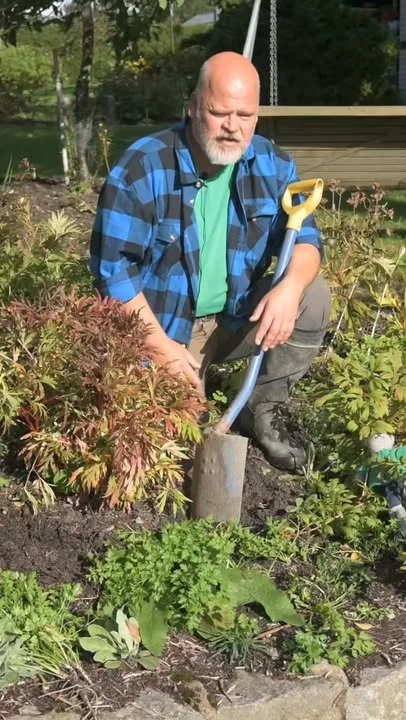 Pionien paras siirto- ja jakoaika on käsillä. Muutama vinkkivideo ja esimerkki näistä syystöistä on siis tulossa! Aloitetaan syistä, miksi juuri syksyllä? Tulevilla videoilla vinkit pionien nostoon, jakoon ja jälleen istuttamiseen liittyen.