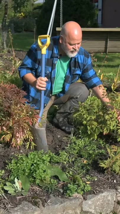 Pionin juurakon nosto ei ole niitä kevyimpiä puutarhatöitä. Mitä suurempana paakkuna juurakon onnistuu nostamaan, sitä parempi. Tässä joitain vinkkejä käsityönä tehtävään nostoon. Katsotaan juurakon käsittelyä läpi tarkemmin sitten seuraavaksi.