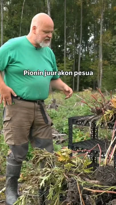 Noston jälkeen on pionin juurakko pestävä, jotta nähdään mistä lähdetään juurakkoa jakamaan. Vaikka ei jakaisikaan juurakkoa, on pesu hyvä tapa saada rikkaruohot pois pionin keskeltä. Tämä video on muuten 1000. julkaisumme Instagramin puolella. Kiitos teille seuraajille ja kommentoijille! 🌷😊#pionienkoti
