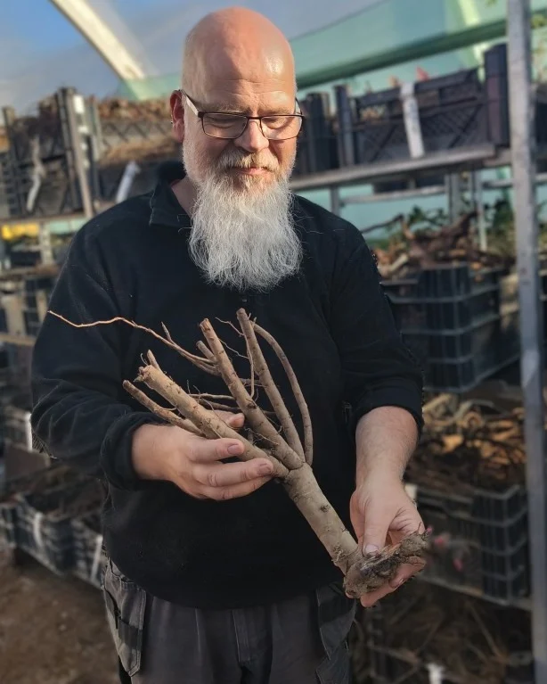 Meillä Taivassalossa on alkanut syksyn viimeinen sesonki, eli pionien juurakoiden käsittely ja myynti. Nyt siis valmistamme tulevan kauden astiataimet. Samalla tarjoamme harrastajille vielä mahdollisuuden ostaa pionit suoraan omaan maahan.Mikäli istutusilmat ovat alueellasi vielä hyvät, saat heti nyt laadukkaan juurakon istuttamalla hieman enemmän kasvuvoimaa kuin istuttamalla taimen vasta ensi keväänä. Talvea vasten emme kuitenkaan suosittele ostamaan ja huomaathan, että Suomessa ei yleisesti myönnetä perennoille talvenylitakuuta. Pionien Koti toki tarjoaa juurakoillekin normaalin lajikeaitouden takuun.Juurakon istutus hoituu hyvin samankaltaisesti kuin astiatimen. Tärkeintä on huomioida, että juurakossa jo näkyvät silmut tulevat ylöspäin ja hyvin lähelle maanpintaa. Silmujen päälle laitetaan vain vähän maata, noin pari senttimetriä. Kuten aina pioneilla, saisi paikka olla aurinkoinen, vettäläpäisevä ja mielellään kohopenkki tai rinne.Valikoimassa on tällä hetkellä hieman yli 70 lajiketta, eli noin puolet koko tulevan kauden valikoimastamme. Valinnanvaraa siis löytyy, mutta lajikkeita poistuu myynnistä syksyn edetessä.#pionienkoti