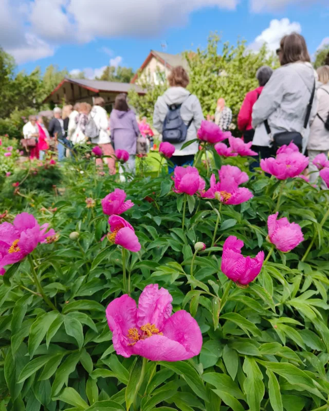 Retkelle Pionien Kotiin 🌷 - Kiitos päivän vierailusta Turun Seudun Nivelyhdistys!Jotkin pionien aikaiset luonnonlajit kukkivat vielä ja hybridipionien kukinta on alkamassa toden teolla.Tervetuloa siis puutarhaamme pienemmällä tai suuremmalla porukalla aukioloaikojen puitteissa. Nyt vaikuttaisi että runsain kukinta ajoittuu meillä juhannuksen jälkeiseen viikkoon.Linja-autolla saapuvat ryhmät tulisi varata etukäteen pienen parkkitilamme vuoksi. Suuremmille seurueille pidämme maksuttoman Pionien Kodin esittelyn.
🌷💐#pionienkoti #kesäretki #taivassalo