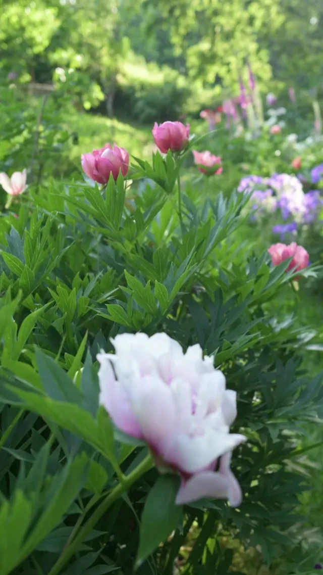 Itoh-pionit eivät ole tunnettuja tuoksustaan. Värivalikoimaa riittää ja itoh-pionien habitus on roteva ja näyttävä, mutta tuoksupalkinnot jaetaan pääsääntöisesti kiinanpioneille. Kiinanpioni onkin ruotsiksi "Luktpion", eli "tuoksupioni".

Video on kuvattu upeassa ja ainutlaatuisessa pionipuutarhassa heinäkuun 2025 alussa. Koko video puutarhan ihanuuksista löytyy Youtube-kanavaltamme.

 #pionienkoti #mikkoreissaa