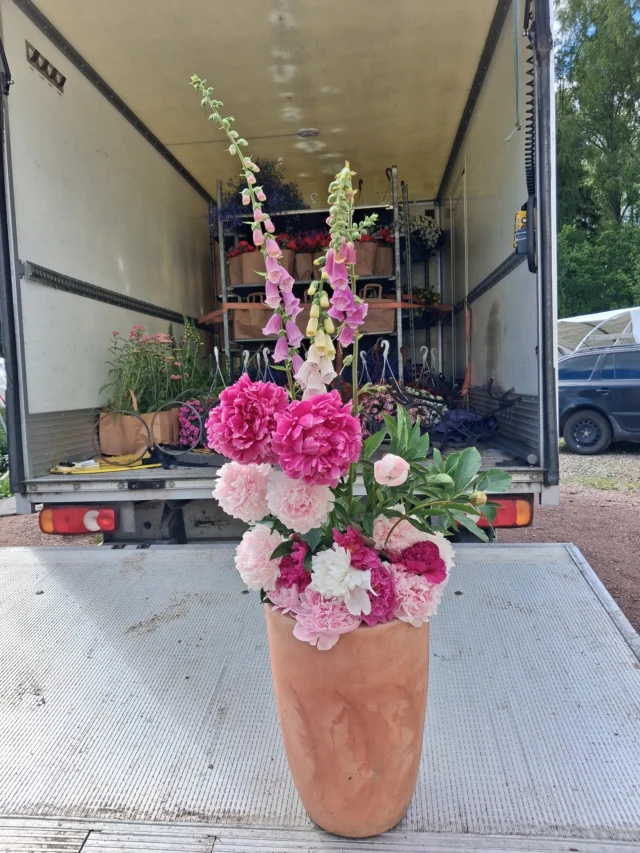 Huomenna vietämme Taivassalon omaa suurta kesätapahtumaa Silakrysäystä https://www.facebook.com/events/1291228482583056klo 10-14.  Totutusta poiketen löydät meidät markkinahumun keskeltä läheltä esiintymislavaa. Rysäyksessä on mukana keskukkien tarjouskasseja ja miljoonakelloamppeleita tarjoushintaan 15 € kpl, pioneja on ainoastaan koristeena.
Hakkeenpääntien puutarhamme palvelee klo 18 asti. Vanhaan kivinavettaan kootussa pioninäyttelyssä kannattaa piipahtaa.#silakrysäys