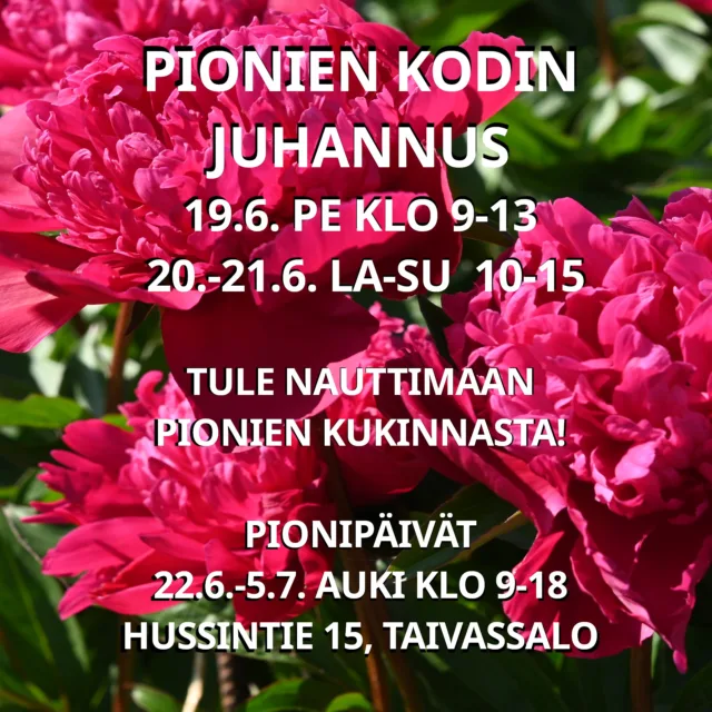 Juhannuksen aukiolojamme on jo tiedusteltu. Pidämme puutarhan auki, jotta voit tulla rennossa kesätunnelmassa ihailemaan pioneja ja kesäkukkia. Puutarhamme pionien kukinta vaikuttaisi kehittyvän melko runsaaksi juhannukseen mennessä. 🌷Ennen juhannusta olemme auki ark. 9-17, la 9-15, su 10-15.
Juhannuksen jälkeen pionipäivinä 22.6.-5.7. klo 9-18.
Hussintie 15, Taivassalo.