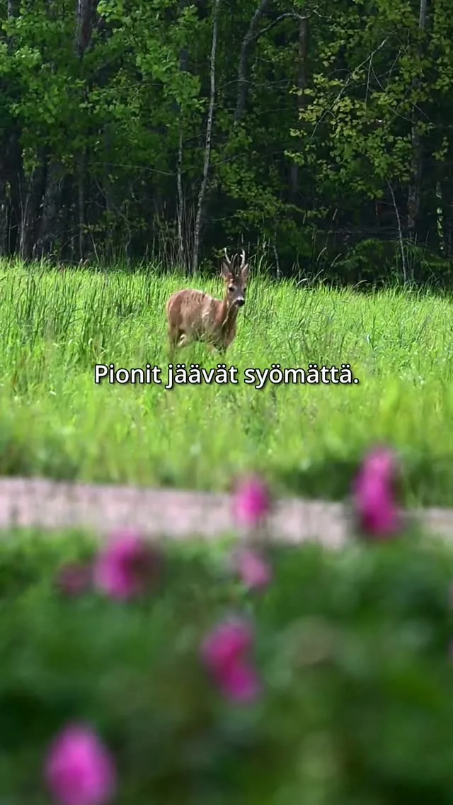 Pionit eivät sarvipäille maistu! Kuulemma juuri aukeamassa ollutta mehevää nuppua on joku joskus maistanut, mutta itse emme ole tällaista koskaan nähneet tapahtuvan, vaikka peuratungoksessa asummekin.Etualalla parhaillaan vielä kukkiva kuolanpioni, Paeonia anomala.#pionienkoti