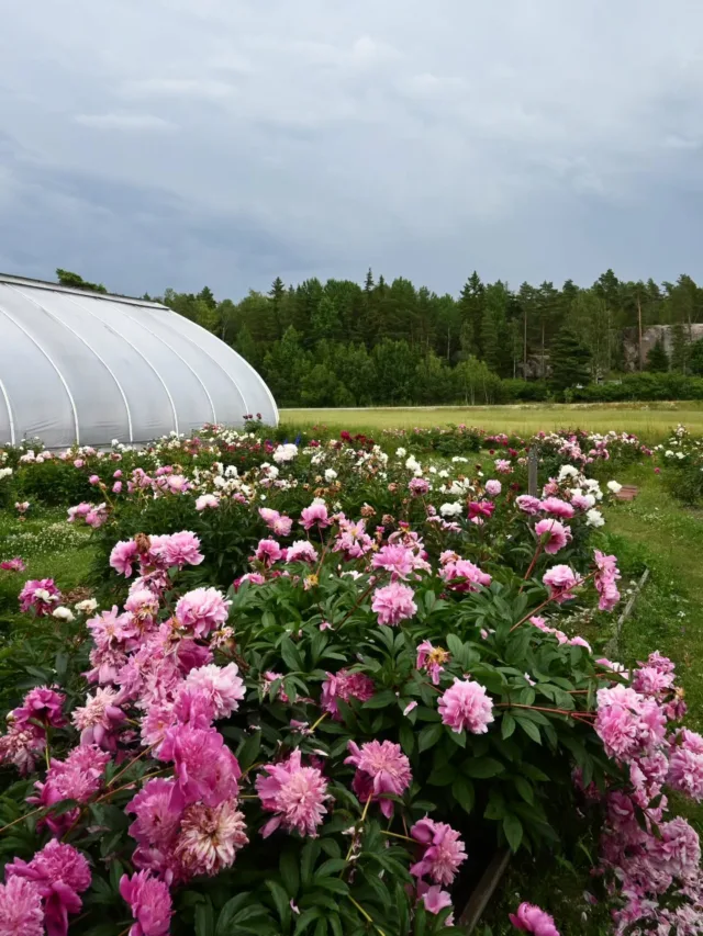 Puoli vuotta sitten 14.7.25 jännitettiin osuvatko ukkossateet vielä näyttävinä kukkiviin pionimaihin. Kukinnan alussa riehuneen kesämyrskyn tuoreina kukkivat pionit kestivät hyvin, mutta tämä ukkonen olisi osuessaan vienyt paljon terälehtiä.

Tällä kertaa tuurimme jatkui, ukkonen pysyi sisämaan puolella ja kukinta sai hiipua melko rauhassa ilman loppukauden myrskyjä.🌷

Viimeisessä kuvassa samalta päivältä heinäkuun helteiden kasvattama tomaattiamppeli Mikon kantamana, ei siis mikään pieni yksilö. Samassa kuvassa myös pakkaamolla käsittelyssä olleita myyntitaimia ja vasemmassa laidassa rullakossa siementaimia.

#pionienkoti #pioni #pionit #taivassalo