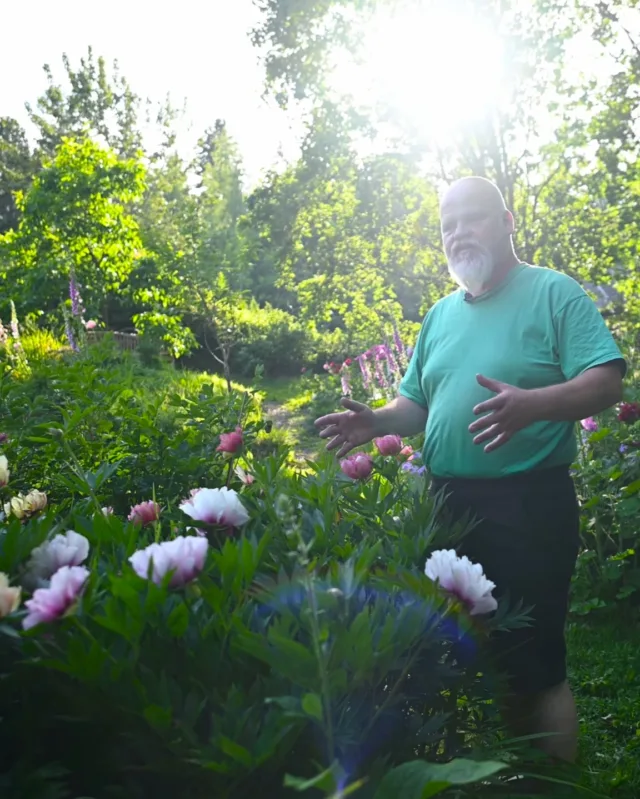 Viime kesänä meillä oli kunnia vierailla jälleen yhdessä todella hienossa suomalaisessa pionipuutarhassa.

Tässä puutarhassa yhdistyy pitkäaikainen puutarhaharrastus ja sen aikakaudet muun muassa erikoispuista, pensaista ja viime vuosien mittaan pioneista sekä yhteensopivista kumppanuuskasveista.

Pionien osalta  puutarhaharrastus on täällä painottunut etenkin itoheihin, jotka ovat näyttäviä puu- ja ruohovartisten risteytyksiä, jotka pysyvät yleisesti tukemattakin kauniisti pystyssä.

Mikäli sinulla on hetki aikaa (21min) rauhoittua kesäisten pionitunnelmien äärelle, olet tervetullut Mikon mukaan tälle videomatkalle yhteen hienoimmista näkemistämme pionipihoista itohien parhaaseen kukinta-aikaan! Videon löydät Pionien Kodin Youtube-kanavalta; siihen on myös linkki tarinassamme hetken ajan.

Suuret kiitokset vielä puutarhan viherpeukaloille, että saimme vierailla tässäkin upeassa pihassa inspiroitumassa ja näin videon muodossa inspiroimassa katsojia pionien maailmaan. 🌷🌷🌷

#pionienkoti #pionit #kesä #puutarha #mikkoreissaa