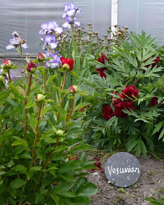 Hyvää ystävänpäivää! Pioniharrastajan pioneilla on usein paljon kasvikavereita. Meillä uusien istutusten oheen on laitettu muun muassa kurjenmiekkoja, tarhapäivänliljoja ja tulppaaneja kukintakautta pidentämään. Kurjenmiekkalajike näissä kuvissa on 'Autumn Cirrus'.