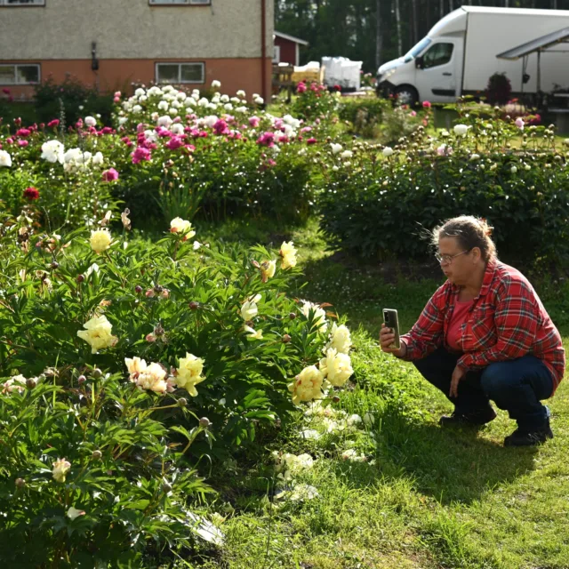 Tyyntä myrskyn edellä. Valokuvakierros iltavalaistuksessa ennen Ulla-myrskyn saapumista. Kukinta on meillä nyt parhaimmillaan. Onneksi suuri osa kukista ovat juuri auenneet, ja paljon on vielä nupullakin, joten myräkän jälkeenkin pitäisi olla vielä paljon kukkivia pioneja.

Kuvia on otettu satoja, joten tarkemmin eri lajikkeisiin palataan somekanavissamme varmasti syksyn ja talven mittaan. Näissä kuvissa etualan pionit:

1. ja 2. 'Sonoma YeDo'
3. 'Pillow Talk', ja vierellä haalistunut 'Alertie'
4. 'Dr. Alexander Fleming'
5. 'The Fawn'
6. 'Coral Charm'
7. 'Boule de Neige'
8. 'Kellway's Glorious'
9. 'Barbara'
10. 'Gardenia'

#pionienkoti #ullamyrsky #pionipäivät #puutarha #kesä #taivassalo #pionhemmet #homeofpeonies