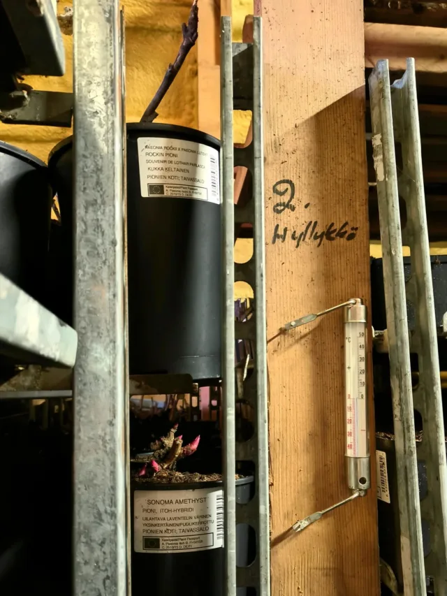 Lähempänä yhtä kuin nollaa on päivän lämpötila pionien talvivarastossa.🌡️❄️

Näin pikkupakkasilla ei kylmäkoneen tarvitse edes olla päällä. Paukkupakkasten aikaan olemme lämmittäneet varastoa, jotta pionit talvehtivat ja kasvavat tasaiseen tahtiin.

Ensimmäisten kuvien itoh-pioneissa alkavat maanpäälliset silmut turpoamaan kokoa. Hivenen aiemmin kukkivissa kiinanpioneissa, kuten Edulis Superbassa, näkyy jo yksittäisiä kärkiä. Myöhemmät lajikkeet, kuten perinteisin Sarah Bernhardt ovat vielä rauhassa maapeitteen alla.

Näidenkin ennakkomyynti on käynnissä kevääseen asti verkkokaupassamme pioni.fi 🌷

#pionienkoti #pioni #pionit