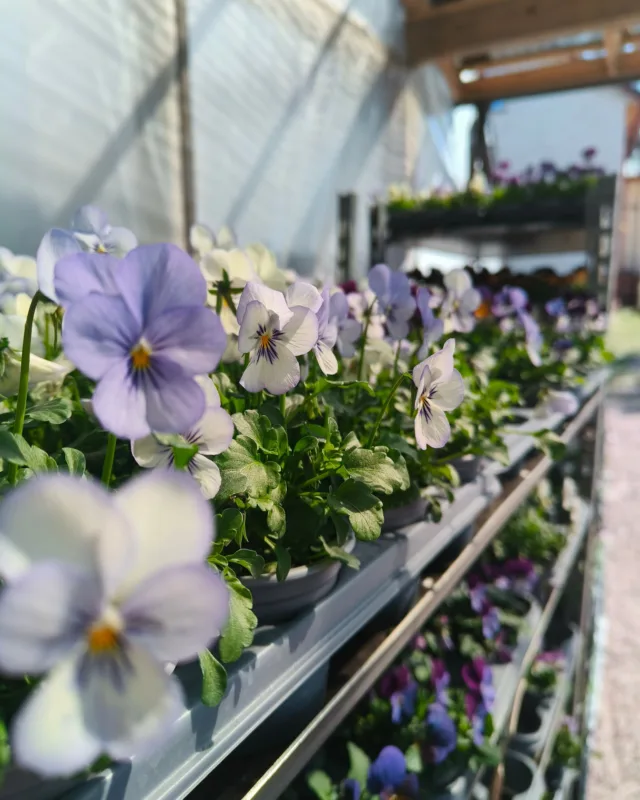 Nyt löytyy orvokkeja useampaa sorttia. Iso- ja piklukukkaista orvokkia pienissä ruukuissa yksitellen tai kennossa. Tuuheita valmiita amppeleja sekä pitkäkukintaista 'Cool Wave' orvokkia.Jos vaikka tuulet tyyntyisivät ja lämmin kevät alkaisi loppuviikolla? Yöpakkaset toki vaanivat yhä, joten orvokeissa kannattaa pysyä.Olemme nyt auki arkisin 9-16, la 9-15 ja su 10-15.Ensi viikolla sitten valikoima alkaakin laajeta pikkuhiljaa äitienpäivän kautta kesäisemmäksi.Tervetuloa!🌞 Hussintie 15, Taivassalo 🌷