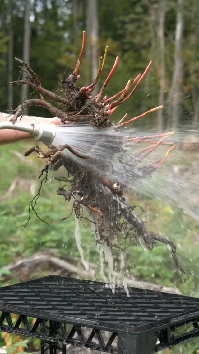 Noston jälkeen on pionin juurakko pestävä, jotta nähdään mistä lähdetään juurakkoa jakamaan. Vaikka ei jakaisikaan juurakkoa, on pesu hyvä tapa saada rikkaruohot pois pionin keskeltä. Tämä video on muuten 1000. julkaisumme Instagramin puolella. Kiitos teille seuraajille ja kommentoijille! 🌷😊#pionienkoti