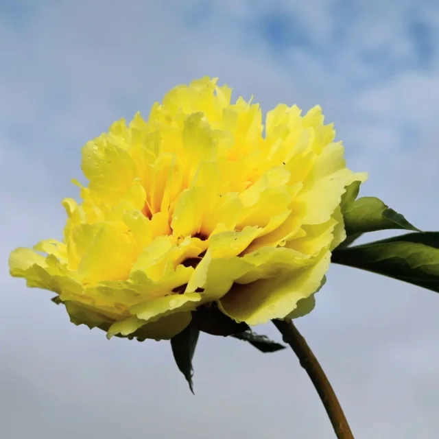 Taivassalon taivaalla loistaa Sonoma Halo. Valoa, jäätä ja lunta riittää tänä talvena myös täällä lounaassa hiihtolomalaisia ilahduttamassa.