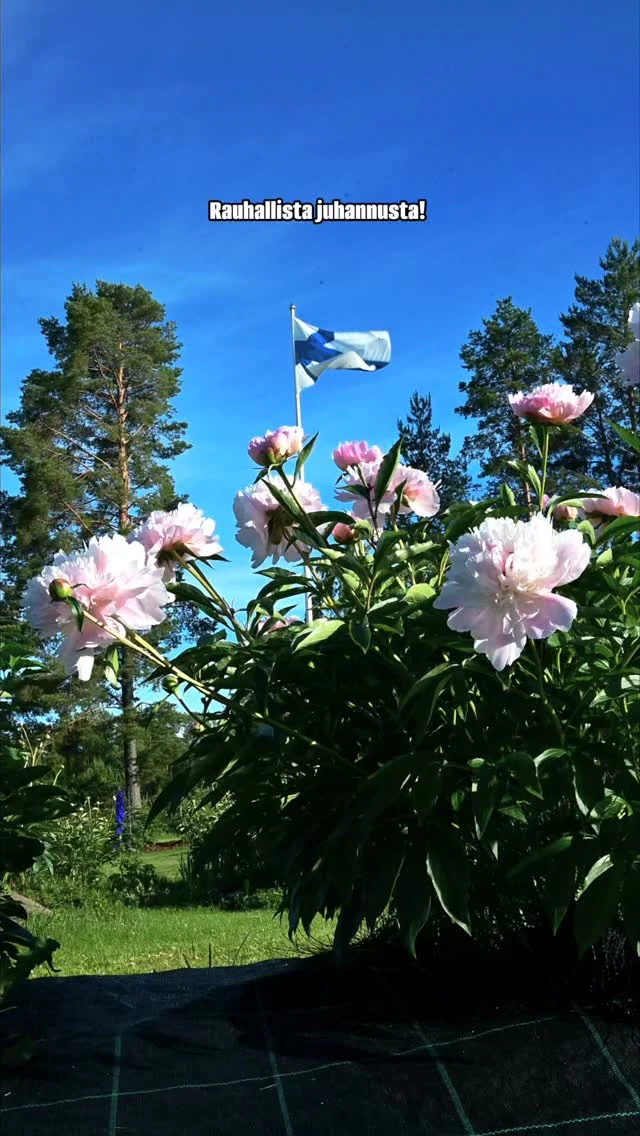 Rauhallista juhannusta! Tyynessä säässä kävi sen verran tuuli että lippu tervehti videolla. Etualalla kiinanpionin kukintakautta aloittava Alertie.#juhannus #pionit