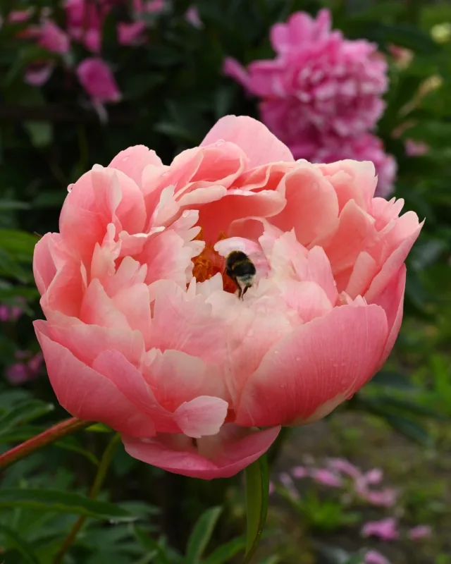 Tämän päivän joulukalenterikuvat ovat pienimuotoinen arvoitus!

Näissä kuvissa on pioneja, jotka ovat uutuuksia tai joiden saatavuus on ollut rajattua. Nämä pionit ovat ensimmäisiä juonipaljastuksia tulevan kauden 2026 valikoimasta.

Koko pionipaletti paljastuu viikon päästä,  perjantaina 12.12.2025 🌷

Kuvissa:
1. Ehkäpä tunnetuin korallipioni.
2. Tummimman punainen kiinanpioni, joka vanhetessaan vain tummenee lisää.
3. Vihreäkukkainen pioni, mutta ei ehkä se tunnetuin.
4. Yksi ensimmäisistä Itoh-pioneista, jonka kasvutapa on matala.
5. Yksi aikaisimmista näyttävistä korkeista kiinanpioneista.
6. Uutuus! Näyttävä Itoh-pioni.
7. Lämminsävyinen melko perinteinen Itoh-pioni.
8. Todella vahvanpunainen ja samettinen hybridipioni.
9. Jämäkkävartinen ja todella näyttävä hybridipioni.
10. Piparminttusekamelska sekä toinen rehdin punainen kiinanpioni.

Valikoiman auetessa 12.12.2025 alkaa koko valikoiman ennakkomyynti toukokuun 2026 toimituksiin. Tätä kirjoittaessa kevääseen ja toimitusten alkuun on siis enää viisi kuukautta. Vielä hetken päivät pimenevät, mutta pian mennään jo kohti kevättä ja valoa.

#pionienkoti