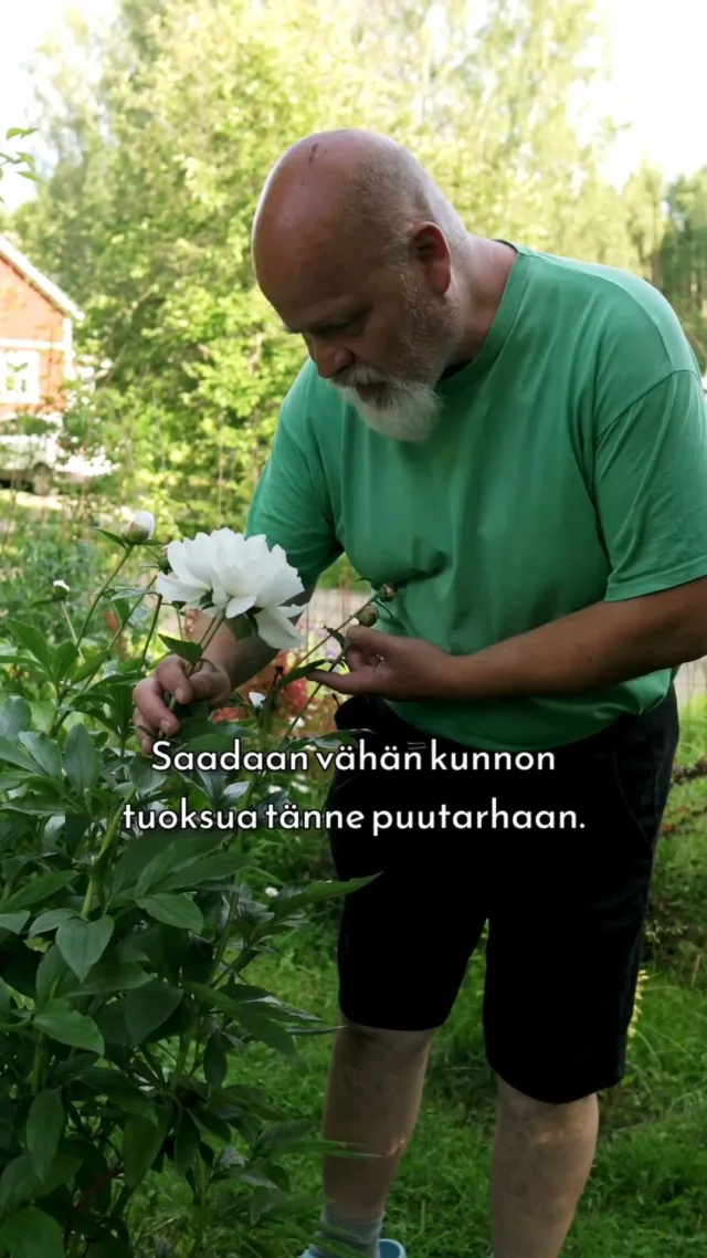 Erikoistuneestakin pionipuutarhasta löytyy aina perinteisiä lajikkeita joukosta, kuten valkoinen 'Festiva Maxima'.

Perinteiset kiinanpionit pärjäävät parhaiten hieman hankalammissakin olosuhteissa.

Video on kuvattu upeassa ja ainutlaatuisessa pionipuutarhassa heinäkuun 2025 alussa. Koko video puutarhan ihanuuksista löytyy Youtube-kanavaltamme.

 #pionienkoti #mikkoreissaa