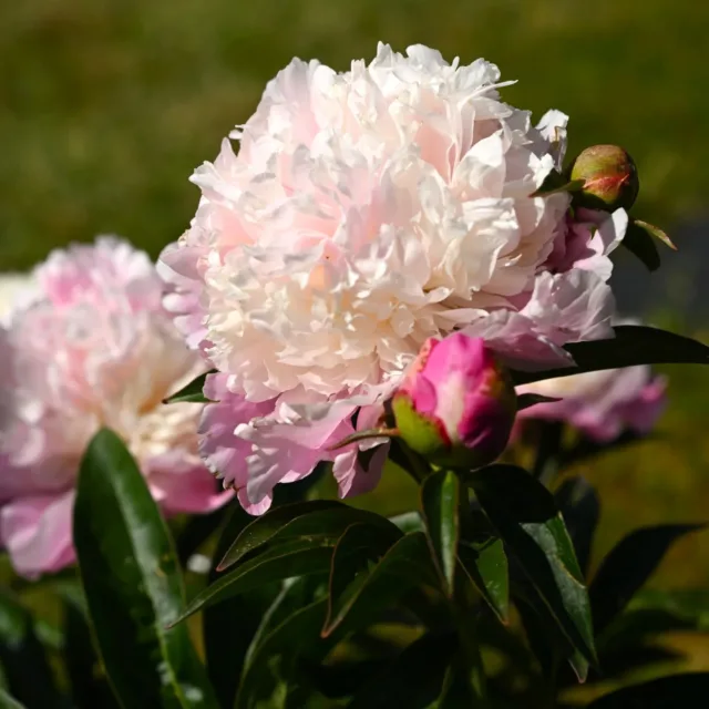 Hyvää viikonloppua toivottaa uutuuspioni She's My Star!