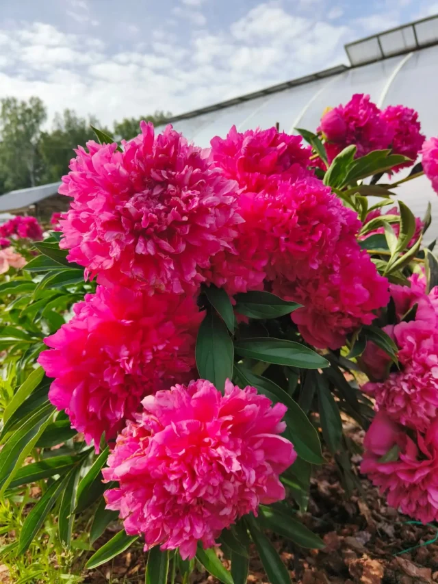 'Pink Jazz' kiinanpioni on tyypillinen esimerkki tuuheimpien pionien kauneuden hinnasta. Parin päivän takaisesta ukkossateesta ei oikein ole toipumista, vaan kukat ovat jääneet nuokkumaan. Toki todella raskailla tuilla tai useamman narun viritelmällä voisi auttaa asiaa. Tämä on tuettu keppi ja naru -menetelmällä. Ilman niitä maksaisivat kukat maassa asti.Jos varsi on kerran painavan kukan painosta päässyt taittumaan, ei sitä oikein saa enää hyväksi. Niissä tapauksissa on todella hyvä ajatus ottaa varsi vaikkapa maljakkoon sisätiloihin ilahduttamaan.Mutta onhan se hieno! Kuvattu täällä meillä tänään.🌷😊#pionienkoti #pinkjazzpeony #pionit #peonies