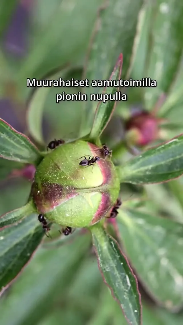 Meillä on varmaan aika monta tuhatta muurahaista tälläkin hetkellä pioneissa ympäri pihaa. Yleisesti ne kuuluvat asiaan, mutta jos pesää alkaa rakentua pioni juurelle, voi se olla ongelmaksi.#pionit #muurahaiset #pionienkoti