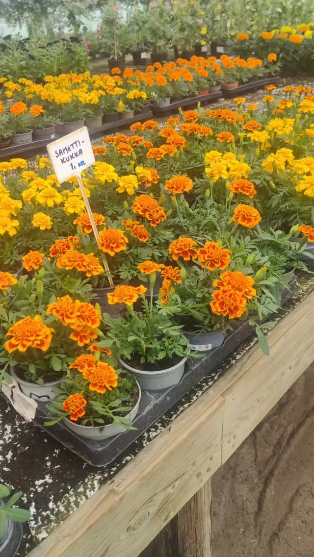 Meillä Varsinais-Suomessa on samettikukan kysyntä kasvanut hurjasti viime vuosina. Nyt niitä vielä saa 💐 Pionien Koti, Hussintie 15, Taivassalo.#pionienkoti #taivassalo #samettikukka