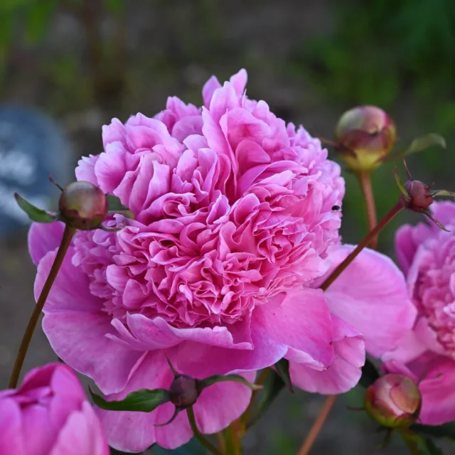 Joulukalenterin neljännestä luukusta esille ryntää kiinanpioni 'Barbara'. Tämä puolalainen kaunotar on kuulunut valikoimaamme  jo vuosikymmenien ajan.🌷

Barbara on kaunis ja sen kukkamuoto vaihtelee kerrotusta hieman erikoisempaan, missä kerrottu kukka lepää alimpien terälehtien päällä (kuten ensimmäisessä kuvassa). Barbara on vahvan vaaleanpunainen, lähes puhdas pinkki. Kasvutapa on tukeava ja tanakka, jonka johdosta Barbaralle riittää kevyt tuenta. Tuoksu on miellyttävä pionin tuoksu. Lyhyesti; melko täydellinen pioni.

Ensimmäinen kuva 1.7. muut kuvat 3.7. 2025 puutarhallamme