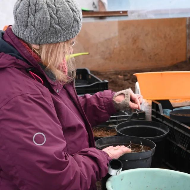 Joulukuun 20. päivänä 2024 koulittiin kasvuun lähteneitä pionin siemeniä isoon ruukkuun. Pikku, pikku taimen voi nähdä Tuulan hyppysissä ensimmäisessä kuvassa. Kesäkuun 9. päivä koulittiin näitä sekä vuoden vanhempia siementaimia isompiin ja omiin ruukkuihin. Näitä taimia hieman isommiksi kasvaneina on mahdollisesti myynnissä tulevana kautena, riippuen talvehtimisesta ja kasvuunlähdöstä. Siementaimina kasvatamme lähinnä eriä luonnonlajipioneja.

#pionienkoti #pioninsiementaimi