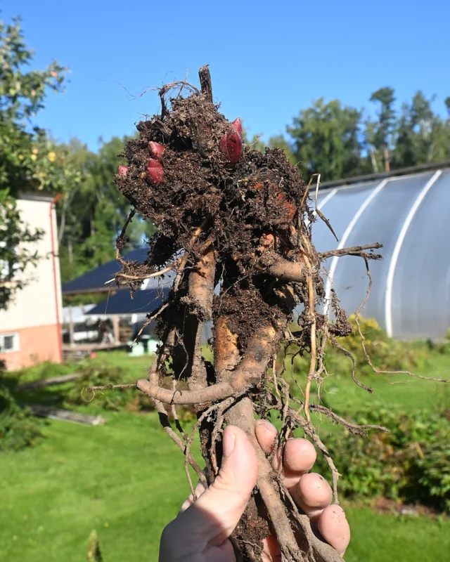 Nyt on kuolanpionin (Paeonia anomala), jota myös "lapinpioniksi" kutsutaan, yleisesti paras siirto- ja jakoaika. Muillakin pioneilla on jo hyvä siirtoaika. Myöhään tuleentuvien kanssa kannattaa ehkä hetki vielä odottaa, mutta pionin ei tarvitse olla täysin lakastunut operointia varten.Kuolanpioneja olemme käyttäneet juurakon käsittelyä koskevilla videoillakin esimerkkinä, sillä sen luonnonrytmi sopii niin loistavasti Suomen alkusykysyn olosuhteisiin ja kuolanpioni on verrattain helppo käsiteltävä. Löydät vinkit videoiden muodossa helpoiten Pionien Kodin Youtube-kanavalta, mutta myös täältä somen puolelta löytyy pätkiä aiheesta.Meillä on nyt kauniin syyshetken kunniaksi kuolanpionia myynnissä syystarjouksessa olevien taimien lisäksi paljaina juurakoina kahdessa kokoluokassa. Nämä juurakot istutamme ja ruukutamme pian tulevia vuosia varten, joten juurakkokoot poistuvat myynnistä parin viikon sisään. Juurakossa on pieneen taimeen verrattuna reilusti voimaa varastojuuressa ja ainakin suuremman kokoluokan juurakot mitä luultavimmin kukkivat jo ensi vuonna.Taimina kuolanpionit ovat jo tuleentuneet ja pitkälti lakastuneet, mutta niille on kehittynyt vahva juuristo. Tämän kokoluokan taimilla ensikukinta on luultavasti noin kahden vuoden päässä. Onko teillä jo siirretty pioneja, ehostettu perennapenkkiä tai kenties kerätty siemeniä luonnonlajipioneista?https://www.pioni.fi/tuote/kuolanpioni/