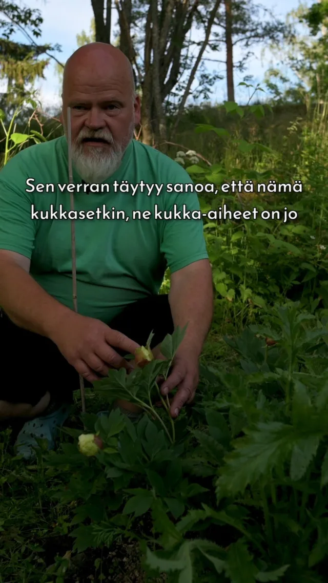 Ensimmäisenä ja joskus toisenakin vuotena pioni keskittyy uuteen paikkaan asettumiseen. Kukintaan johtavat silmut ja kukka-aiheet valmistuvat jo edellisenä syksynä, eli keväällä istutettu pioni voi heti kukkia. Näyttävyyttä ja kokoa kukintaan saadaan usein muutamassa vuodessa.

Video on kuvattu upeassa ja ainutlaatuisessa pionipuutarhassa heinäkuun 2025 alussa. Koko video puutarhan ihanuuksista löytyy Youtube-kanavaltamme.

 #pionienkoti #mikkoreissaa